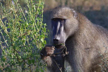 Bärenpavian / Chacma baboon / Papio ursinus