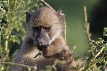 Bärenpavian / Chacma baboon / Papio ursinus