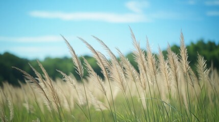 Fototapeta premium Graceful wheat stalks sway under a vibrant blue sky, capturing the essence of nature's serene beauty.