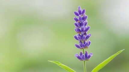 Obraz premium Closeup of a Single Lavender Flower with Green Background