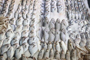 fresh fish on the market	
