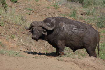 Fototapeta premium Kaffernbüffel / African buffalo / Syncerus caffer