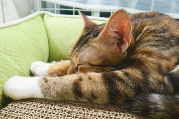 Peacefully sleeping tabby cat with closed eyes. Warm cozy atmosphere, cat tranquility and contentment