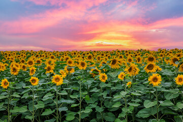 Obraz premium Beautiful sunflower fields under the colorful sky at sunset