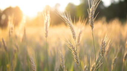 Fototapeta premium Golden wheat field illuminated by sunset rays showcasing the beauty of agriculture : Generative AI