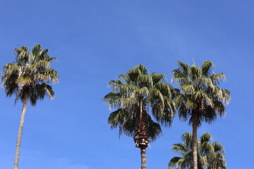 century old palm trees against blue sky