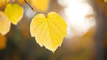 Obraz premium Single Golden Yellow Leaf on Branch Backlit by Autumn Sunlight