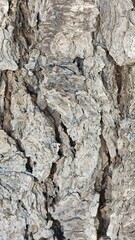 Close-up of tree bark texture with detailed cracks and patterns. A natural background for design, nature, and ecology. Ideal for concepts of sustainability, growth, and organic beauty