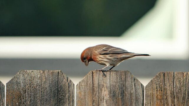 Old World sparrow bird eating on a wooden garden fence before taking off against blurred background