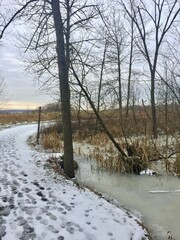 A peaceful winter path winds through the forest
