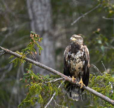 Eagel in the woods