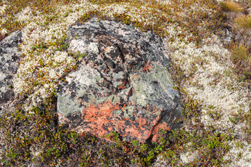 Texture of stone and moss in tundra. Rybachy Peninsula, Murmansk region, Russia