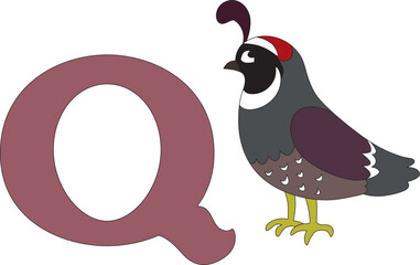 cute quail next to the letter Q