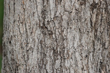 bark texture of Wax-leaf privet (Ligustrum japonicum) 
