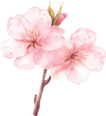 Cherry blossom flowers watercolor painting isolated on transparent background.