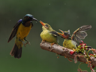 Sunbird Nectarinia jugularis Female feeding new born chicks on branch Sunbird feeding Sunbird hovering