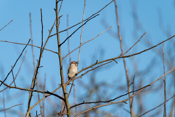 A small bird sits quietly on a slender branch in a tree, surrounded by bare twigs under a bright blue sky during late afternoon. The serene setting highlights nature's tranquility