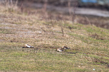 Several birds can be seen resting on a grassy area, surrounded by sparse vegetation. It is a clear day, suggesting a calm and peaceful atmosphere typical of early spring