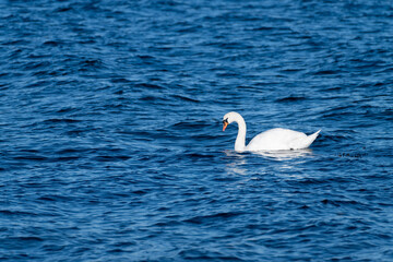 A graceful swan swims calmly in clear blue waters, creating gentle ripples around it. The environment is peaceful, embodying the tranquility of nature