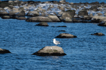 A seagull stands on a large rock amidst calm waters, surrounded by various stones. The sun shines brightly above, creating a serene coastal atmosphere