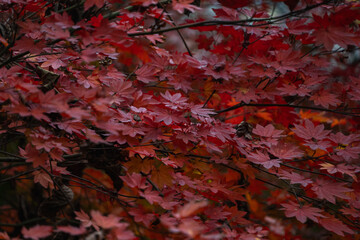 Close-up das folhas vermelhas de Momiji no outono japonês
