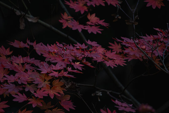 Close-up das folhas vermelhas de Momiji no outono japon&ecirc;s