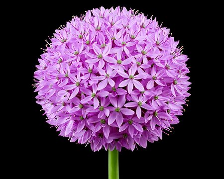 Close-up of a vibrant purple allium flower on a black background