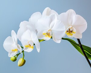 Obraz premium Close-up of elegant white orchids against a light blue background