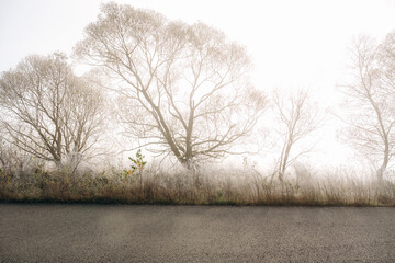 Trees are covered by frost near the asphalt road