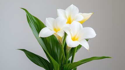 Obraz premium White Flowers, Indoor Bouquet, Simple Arrangement, Home Decor, Background