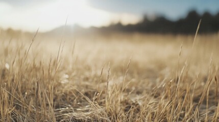 Obraz premium Golden Grass Field at Sunrise