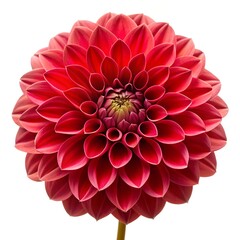 red dahlia flower