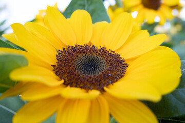 A Cheerful Blooming Sunflower