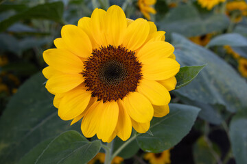 Obraz premium A Cheerful Blooming Sunflower