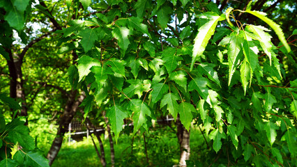 Lush Green Trees and Vibrant Foliage in a Serene Garden Park