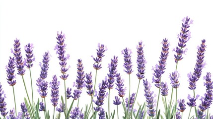 Obraz premium Vibrant Lavender Flowers in Full Bloom Capturing the Essence of Tranquility and Beauty with Soft Petals and Rich Purple Hues Surrounded by Green Foliage in a Serene Nature Setting