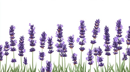 Fototapeta premium Vibrant Lavender Flowers in Full Bloom Capturing the Essence of Tranquility and Natural Beauty with Rich Purple Hues Set Against a Soft Green Background in a Serene Floral Composition