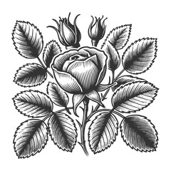 rose hip plant with detailed rosebuds, leaves, and thorns, drawn in an engraved, botanical style sketch engraving generative ai raster illustration. Scratch board imitation. Black and white image.
