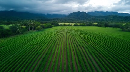 Naklejka premium Lush Green Agricultural Fields with Mountains in the Background on a Cloudy Day : Generative AI