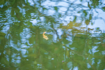 水面に映る緑と落ち葉