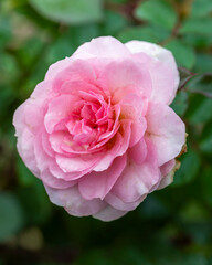 Pink flower with a green stem
