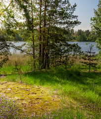 Peaceful scene of a lake surrounded by trees and grass
