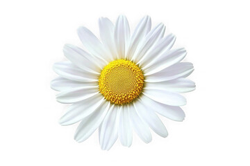 Common daisy blossom isolated on transparent background