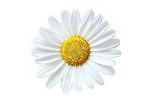 Common daisy blossom isolated on transparent background