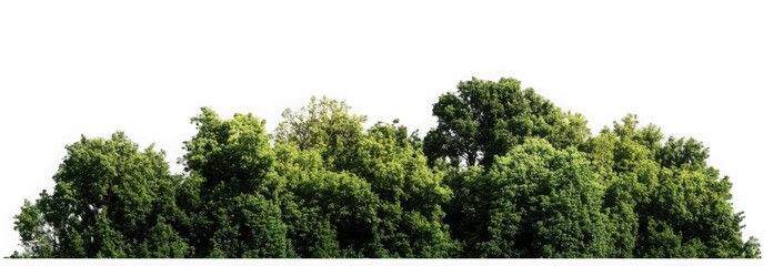 Green Trees on transparent background. are Forest and foliage in summer for both printing and web pages with cut path and alpha channel