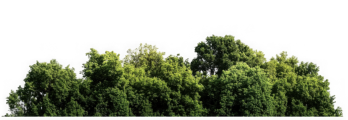 Green Trees on transparent background. are Forest and foliage in summer for both printing and web pages with cut path and alpha channel