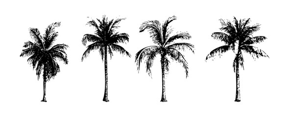 Hand Drawn Illustrations of Four Distinct Palm Trees on a White Background