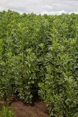 Agricultural field with brown bean plants