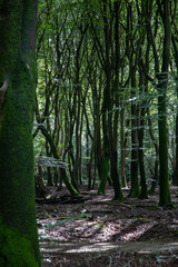 Beech forest with dancing trees