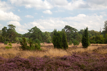Heathland with  Common Jupiper (Juniperus communis), Dutch Dwingelderveld National Park; Drenthe, Netherlands